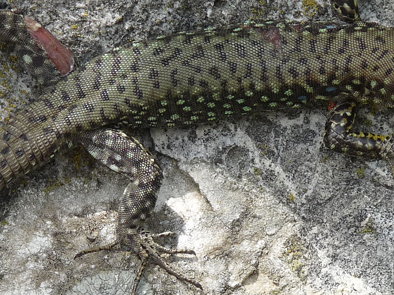 Dal Peloponneso: Podarcis muralis? No, Hellenolacerta graeca